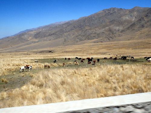  Cattle and Lamas have the same coloration.